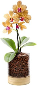Pot & Pebble C3 Glass Orchid Pot, Wood Base - LECA Semi-Hydroponic Planter by PotPebble