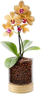 Pot & Pebble C3 Glass Orchid Pot, Wood Base - LECA Semi-Hydroponic Planter by PotPebble
