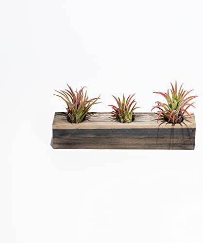 Air Plant Decor Air Plant Holder, 3 Ceramic Tabletop Modern Planter, 1 Solid American Red Cedar Plant Holder Made in The USA, Plus 6 Free Tillandsia (Antique Brown) - Image 2