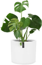 Fox & Fern Large Planter for Indoor or Outdoor, Matte White, 10 Inch by FoxFern