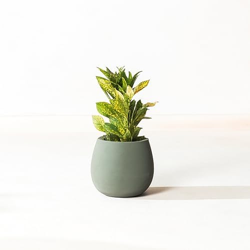 Fab Habitat Beryl Handmade Round Metal Planters in Verde/Sage Green - Small, Indoor/Outdoor, Lightweight with Drainage Holes by FabHabitat