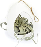 Large White Ceramic Hanging Pod with Two Assorted Air Plants - Live Tillandsia in Plant Holder - Wholesale and Bulk - Home and Garden Decor - Easy Care Indoor and Outdoor Plants South America by TheAirPlantShop