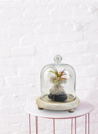 Serene Spaces Living Curio Glass Dome with Natural Wooden Base, Airplants, Flower, Accessories, Photos, Candles, Dessert Display, Home, Office Decor, Gift Idea - 8" Diameter & 9.25" Tall, Pack of 6 - Image 2