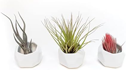 Air Plant Shop White Geometric Holder Sets of 3 with Mixed Air Plants - Succulents - Live Tillandsia - Easy Care Indoor and Outdoor House Plants by TheAirPlantShop