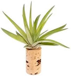 12 Pack Handmade Wine Cork Magnet Air Plant Holder – Assorted Tillandsia Ionantha in Air Plant Hanger - Succulent Hanging Plants Stand – Planter for Home and Garden Décor - Image 3