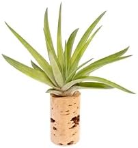 50 Pack Handmade Wine Cork Magnet Air Plant Holder – Assorted Tillandsia Ionantha in Air Plant Hanger - Succulent Hanging Plants Stand - Planter for Home and Garden Décor - Image 3