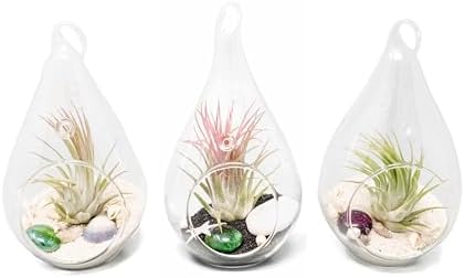 Glass Teardrop Beach Plant Terrarium - Air Plant, Sand, Starfish and Shell in Propagation Jar - Home and Garden Decor Plant Pot- Easy Care Indoor and Outdoor Plant Vase (3 Teardrop Set) by TheAirPlantShop