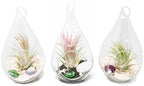Glass Teardrop Beach Plant Terrarium - Air Plant, Sand, Starfish and Shell in Propagation Jar - Home and Garden Decor Plant Pot- Easy Care Indoor and Outdoor Plant Vase (3 Teardrop Set) by TheAirPlantShop