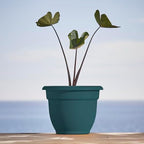 Bloem Ariana 12" Plastic Self-Watering Planter, Charleston Green, 2-Pack - Image 2