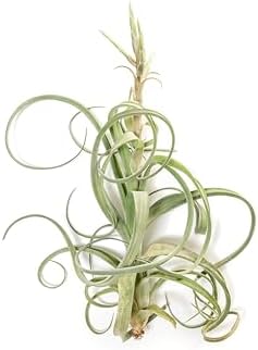 Air Plant Shop Tillandsia Curly Slim Mounted on Natural Cedar Plank - Wholesale and Bulk - Succulents - Live Tillandsia - Easy Care Indoor and Outdoor House Plants - Image 5