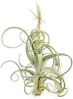 Air Plant Shop Tillandsia Curly Slim Mounted on Natural Cedar Plank - Wholesale and Bulk - Succulents - Live Tillandsia - Easy Care Indoor and Outdoor House Plants - Image 5
