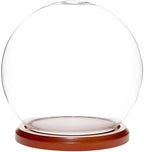 Plymor 6" x 7" Glass Display Dome Globe Cloche (Walnut MDF Base) by Plymor