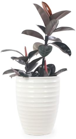 17" Ceramic Planter, 17 Inch, Milk White - Image 7