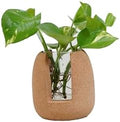 Natural Cork Oval Propagation Planter with Glass Vase by CorkEssentials