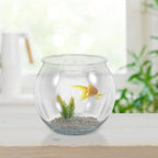 balacoo Transparent Fish Bowl Small Round Plastic Aquarium Tank for Betta Fish Goldfish Turtles Reptiles Home Office Decor 6.49X6.49X5.31In - Image 7