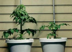 Helps Your Plants Grow Bigger Faster and Stronger 30lb Bucket - Image 3
