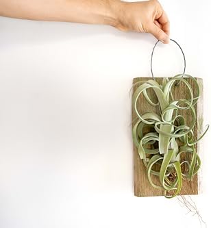 Air Plant Shop Tillandsia Curly Slim Mounted on Natural Cedar Plank - Wholesale and Bulk - Succulents - Live Tillandsia - Easy Care Indoor and Outdoor House Plants - Image 3