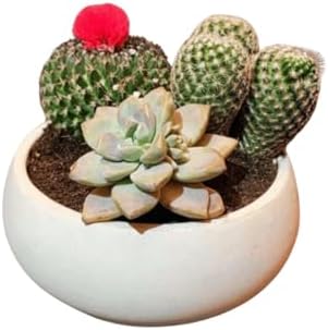 Concrete Succulent Pot Bowl, Modern Decor, Gift, Wedding/Shower Favor, Candle Vessel, 6 in (Charcoal, with Drainage Hole) (Brown, with Drainage Hole) - Image 4