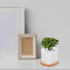 IMIKEYA Mini Succulent Flowerpot White Ceramic Planter with Bamboo Saucer - Image 5
