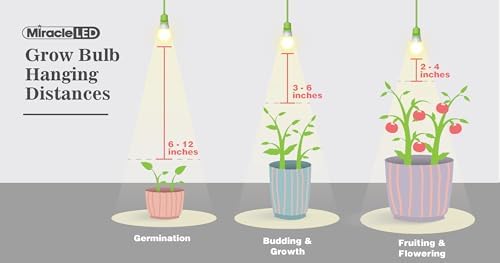 Miracle LED Absolute Daylight Full Spectrum, Ficus Bonsai Starter Grow Light Kit (Braided 4-Socket) - Image 6