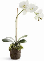 Napa Home & Garden, PHALAENOPSIS Drop-in 21" - Image 3