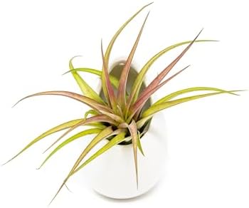 White Ceramic Wall Planter with Assorted Air Plants - Live Tillandsia in Plant Holder – Succulent Plant Vase - Home and Garden Decor - Easy Care Plant (3 Large Planters with 3 Air Plants) - Image 4