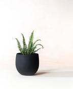 Fab Habitat Eden Handmade Round Metal Planters in Midnight Finish - Small, Indoor/Outdoor, Lightweight with Drainage Holes by FabHabitat