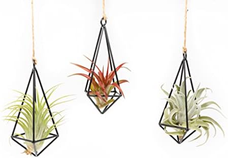 3 Pack Black Metal Pendant Hanging Planter with Assorted Medium Air Plant - Macrame Holder for Indoor Plants - Succulent Plant Hanger - Available in Wholesale and Bulk- Home and Garden Décor by TheAirPlantShop