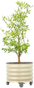 Rolling Metal Citrus Tree Planter Pot, 21″ Round Planter Box for Porch Patio & Backyard, 20 Gallon Large Planter Pot with Wheels for Growing Olive Trees Tomatoes Vegetables and Flowers, Pearl White by Unknown
