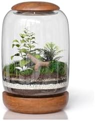 Glass Terrarium, Wood Lid and Base, 8.7" x 6.3" by Unknown