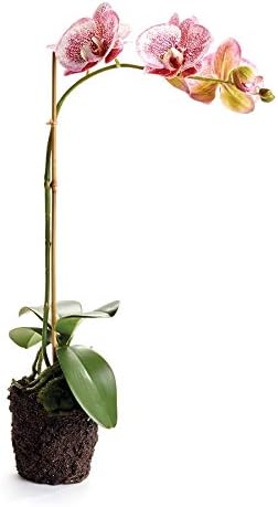 NAPA Home & Garden, PHALAENOPSIS Drop-in 21" - Image 2