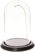 Plymor 4.5" x 8" Watch/Ornament Glass Display Dome Cloche (Black Wood Veneer Base & Gold Wire) by Plymor