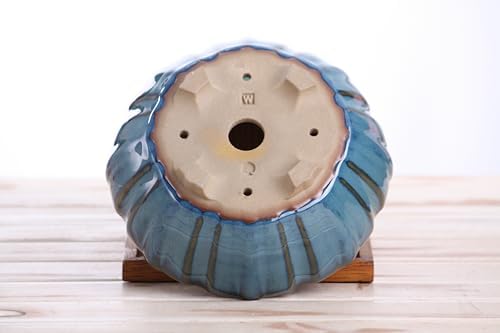Willow Bonsai Ceramics Lily Bonsai Pot 7 Inch – Sculpted Rounded Ceramic Bonsai & Succulent Planter with Wavy Profile, High‑Fired Frost‑Proof Stoneware, Handmade in USA (Peacock, 7inch) - Image 6