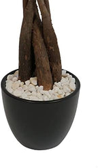 Athena's Garden Money Tree Plant Indoor Live Plant Pachira Money Tree with Ceramic Planter 18 Inches Tall, Black Pot - White Rocks, Medium - Image 3