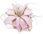 Lavender Colorful Tillandsia Air Plants - Long Lasting Color Enhanced Live Tillandsia Succulent House Plants - Home and Garden Decor - Easy Care Indoor and Outdoor Plants - Image 2