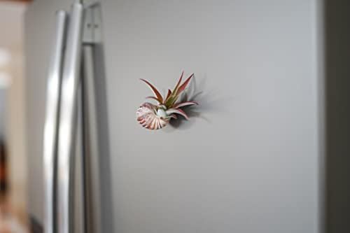 Handmade Seashell Magnets with Ionantha Air Plants - Live Tillandsia Succulent House Plants - Available in Wholesale and Bulk - Home and Garden Decor - Easy Care Indoor and Outdoor Plants (Pack of 50) - Image 4