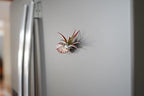 Handmade Seashell Magnets with Ionantha Air Plants - Live Tillandsia Succulent House Plants - Available in Wholesale and Bulk - Home and Garden Decor - Easy Care Indoor & Outdoor Plant (Pack of 25) - Image 3