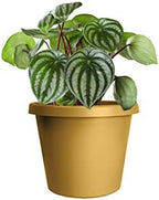 The HC Companies 14 Inch Round Prima Planter - Plastic Plant Pot with Rolled Rim for Indoor Outdoor Plants Flowers Herbs, Honey (Pack of 4) - Image 2