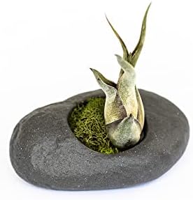 3 Pack Gray Ceramic Stone Holder with Assorted Air Plants - Live Tillandsia Succulent House Plant - Wholesale and Bulk - Home and Garden Decor - Easy Care Indoor and Outdoor Plant - Image 3