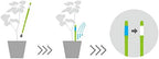 Sustee Aquameter, Set of 5, Plant Soil Moisture Sensor (White, Medium) - Image 2