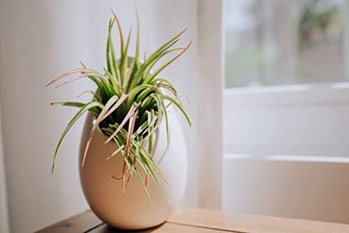 White Ceramic Wall Planter with Assorted Air Plants - Live Tillandsia in Plant Holder – Succulent Plant Vase - Home and Garden Decor - Easy Care Plant (3 Large Planters with 3 Air Plants) - Image 6
