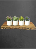 SODEF 4 Piece Small White Flowerless Planter Set Concrete Decorative Pots Modern Beige - One Size by Unknown