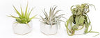 Air Plant Shop White Geometric Holder Sets of 3 with Mixed Air Plants- Wholesale and Bulk - Succulents - Live Tillandsia - Easy Care Indoor and Outdoor House Plants by TheAirPlantShop