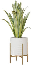 EverNest Claire Mid-Century Modern White Planter and Stand, Indoor Plant Pot, SelectBase, Minimalist Aesthetic, Home Decor for Plants - (Gold Base, Medium) by EverNest