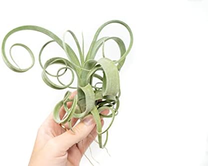 Air Plant Shop 3 Pack Tillandsia Curly Slim (T. Intermedia x T. Streptophylla) Air Plant - Succulents - Live Tillandsia - Easy Care Indoor and Outdoor House Plants - Image 2