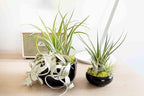 Air Plant Shop Large Assembled Air Plant Bowl Garden - Wholesale and Bulk - Succulents - Live Tillandsia - Easy Care Indoor and Outdoor House Plants (1 Xerographica and 2 Large Air Plants) - Image 6