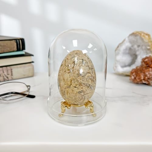 Plymor 3" x 4" Glass Display Dome Cloche (Clear Glass Tray Base), Pack of 6 - Image 2
