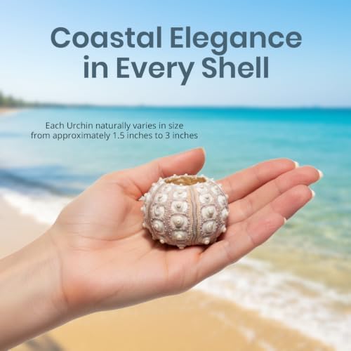 Nautical Crush Trading 12 Purple Sputnik 1.5-3" Sea Urchin Shells - Air Plant Holder - No Plants Included - Image 4