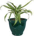Sunnydaze Studio 15" Round Ceramic Planter, Dark Green Glaze by SunnydazeDecor