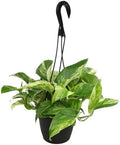 Variegated Marble Queen Pothos in 6" Hanging Basket with Detachable Hook, Live Plant Decor, Real Houseplant for Home or Office, Real Easy to Grow Houseplants by Plants for Pets by PlantsforPets